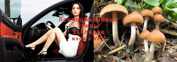 стафф Алексин